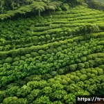 상투메 프린시페 커피 생산지 방문 - **Prompt:** A vibrant, high-angle drone shot capturing the lush green coffee plantations of São Tomé...